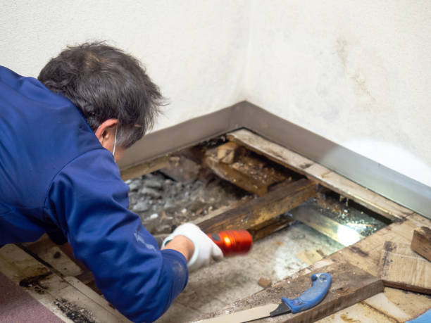 Professional Mold Remediation in Mesquite, TX