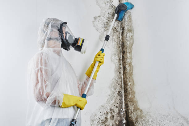 Best Kitchen Mold Remediation in Mesquite, TX