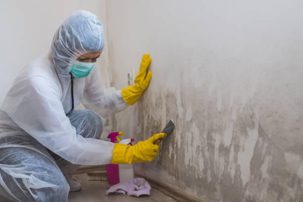 Best Bathroom Mold Remediation in Mesquite, TX
