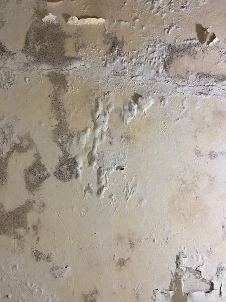 Best Residential Mold Remediation in Mesquite, TX