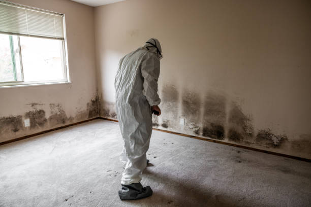 Best Crawl Space Mold Remediation in Mesquite, TX