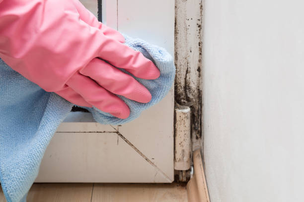  Mesquite, TX Mold Removal Pros