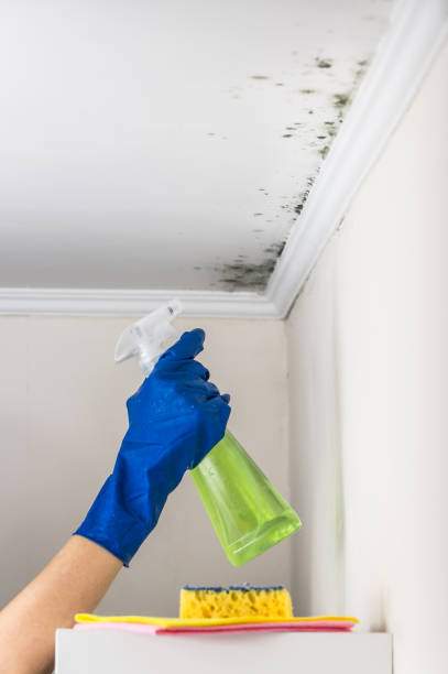 Best Mold Remediation for Specific Building Types in Mesquite, TX
