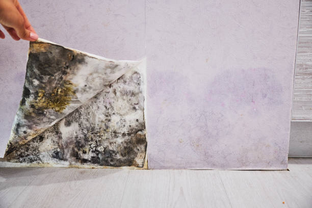 Best Industrial Mold Remediation in Mesquite, TX